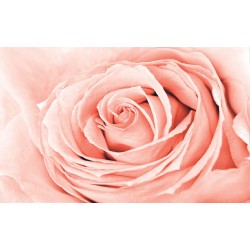 Wallpapers mural big coral rose
