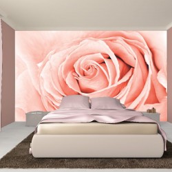 Wallpapers mural big coral rose Wallpapers mural big coral rose
