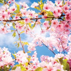 Photo murals twig spring blossom tree blue sky