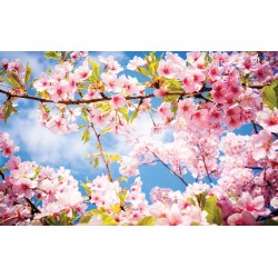 Photo murals twig spring blossom tree blue sky