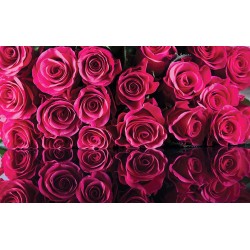 Photo murals wall of cyclamen roses mirror image