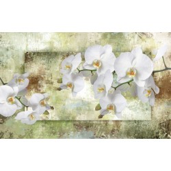 Wall mural wonderful white orchids on green background