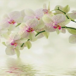 Photo murals tender branch green orchid and water