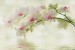 Photo murals tender branch green orchid and water