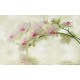 Photo murals tender branch green orchid and water Photo murals tender branch green orchid and water