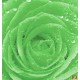Photo mural green rose with water drops Photo mural green rose with water drops