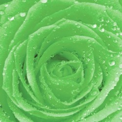 Photo mural green rose with water drops