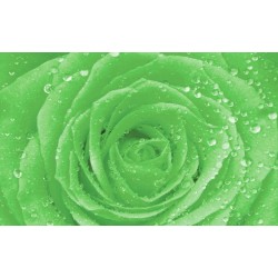 Photo mural green rose with water drops
