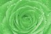 Photo mural green rose with water drops
