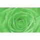 Photo mural green rose with water drops Photo mural green rose with water drops