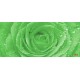 Photo mural green rose with water drops Photo mural green rose with water drops
