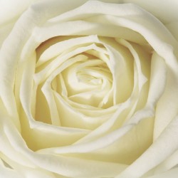 Wall murals big bright yellow roses and purple