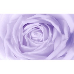 Wall murals big bright yellow roses and purple