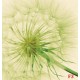 Wall murals wonderful dandelion in green Wall murals wonderful dandelion in green