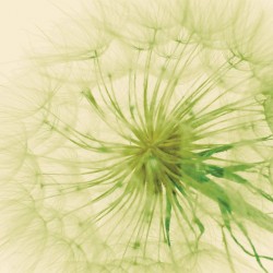 Wall murals wonderful dandelion in green