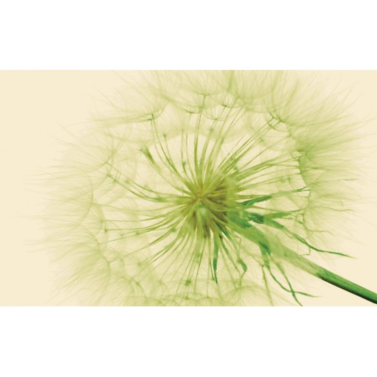 Wall murals wonderful dandelion in green Wall murals wonderful dandelion in green