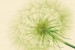 Wall murals wonderful dandelion in green