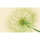 Wall murals wonderful dandelion in green Wall murals wonderful dandelion in green