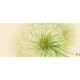 Wall murals wonderful dandelion in green Wall murals wonderful dandelion in green