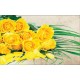 Wallpapers mural bouquet of yellow roses in 2 versions Wallpapers mural bouquet of yellow roses in 2 versions