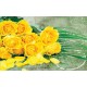 Wallpapers mural bouquet of yellow roses in 2 versions Wallpapers mural bouquet of yellow roses in 2 versions