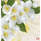 Photo murals white flowers on a background of feathers Photo murals white flowers on a background of feathers