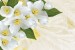 Photo murals white flowers on a background of feathers