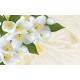 Photo murals white flowers on a background of feathers Photo murals white flowers on a background of feathers