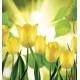 Wallpapers view of yellow tulips with sunshine