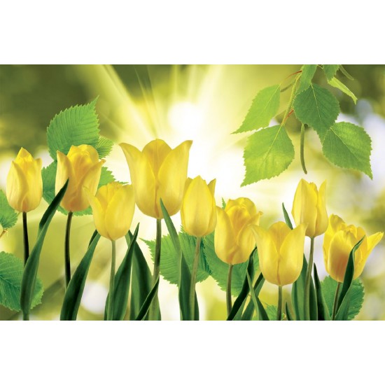 Wallpapers view of yellow tulips with sunshine