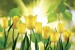 Wallpapers view of yellow tulips with sunshine