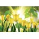 Wallpapers view of yellow tulips with sunshine
