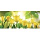 Wallpapers view of yellow tulips with sunshine