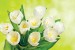 Photo murals bouquet of white tulips brilliant green background