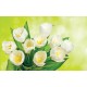 Photo murals bouquet of white tulips brilliant green background Photo murals bouquet of white tulips brilliant green background