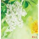 Photo murals color combination of white and lilac and roses Photo murals color combination of white and lilac and roses