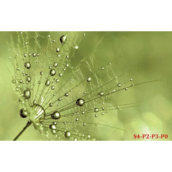 Wall murals simple dandelion green Wall murals simple dandelion green