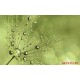 Wall murals simple dandelion green Wall murals simple dandelion green