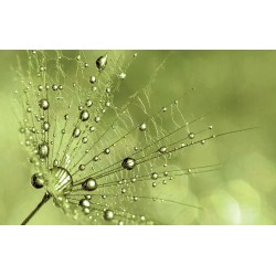 Wall murals simple dandelion green