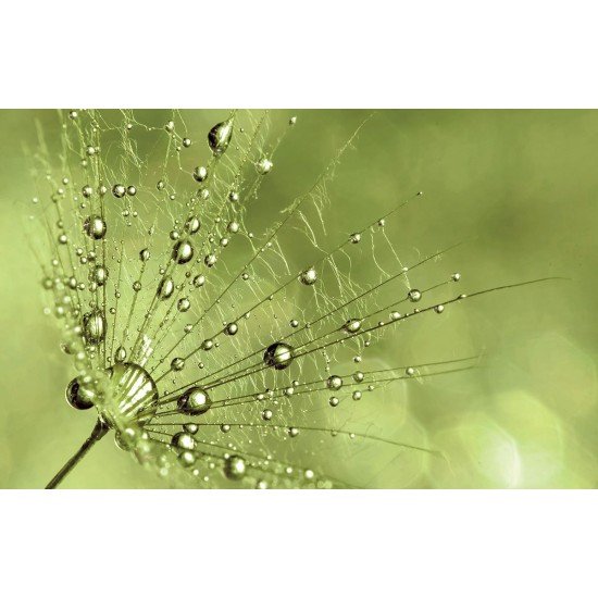 Wall murals simple dandelion green Wall murals simple dandelion green