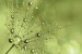 Wall murals simple dandelion green