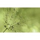 Wall murals simple dandelion green Wall murals simple dandelion green