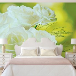 Photo murals bouquet of white roses on a green background Photo murals bouquet of white roses on a green background