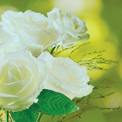 Photo murals bouquet of white roses on a green background