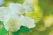 Photo murals bouquet of white roses on a green background