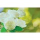 Photo murals bouquet of white roses on a green background