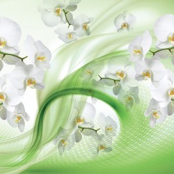 Wall murals white orchids on an abstract green background