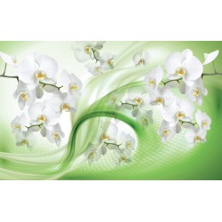 Wall murals white orchids on an abstract green background