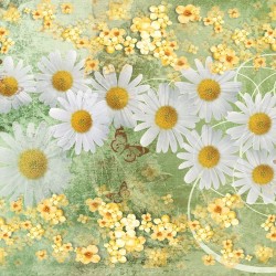 Photo murals Vintage composition with white daisies in green