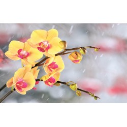 Photo murals yellow orchids on a gray blurred background